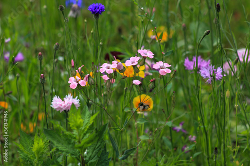 Fototapeta Naklejka Na Ścianę i Meble -  flowers in the meadow