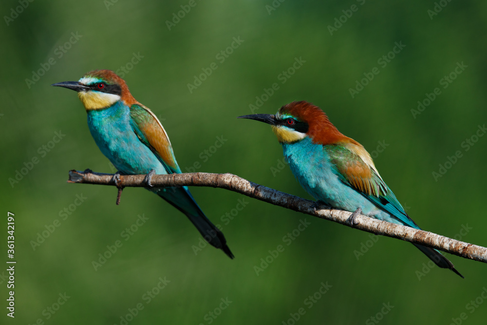 Golden bee-eater sitting on a branch Golden bee-eater sitting on a branch