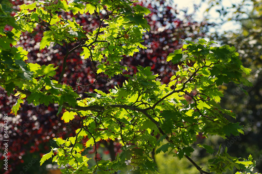 green leaves of a tree