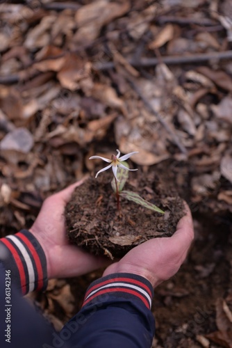 holding white wild flower in hands at the forest. planting erythronium dens-canis photo