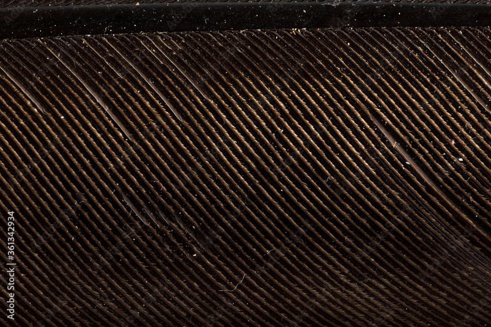 Beautiful Bright Dark Brown Feather Close up Detail Texture. Abstract Pattern Background Beautiful Bright Dark Brown Feather Close up Detail Texture. Abstract Pattern Background
