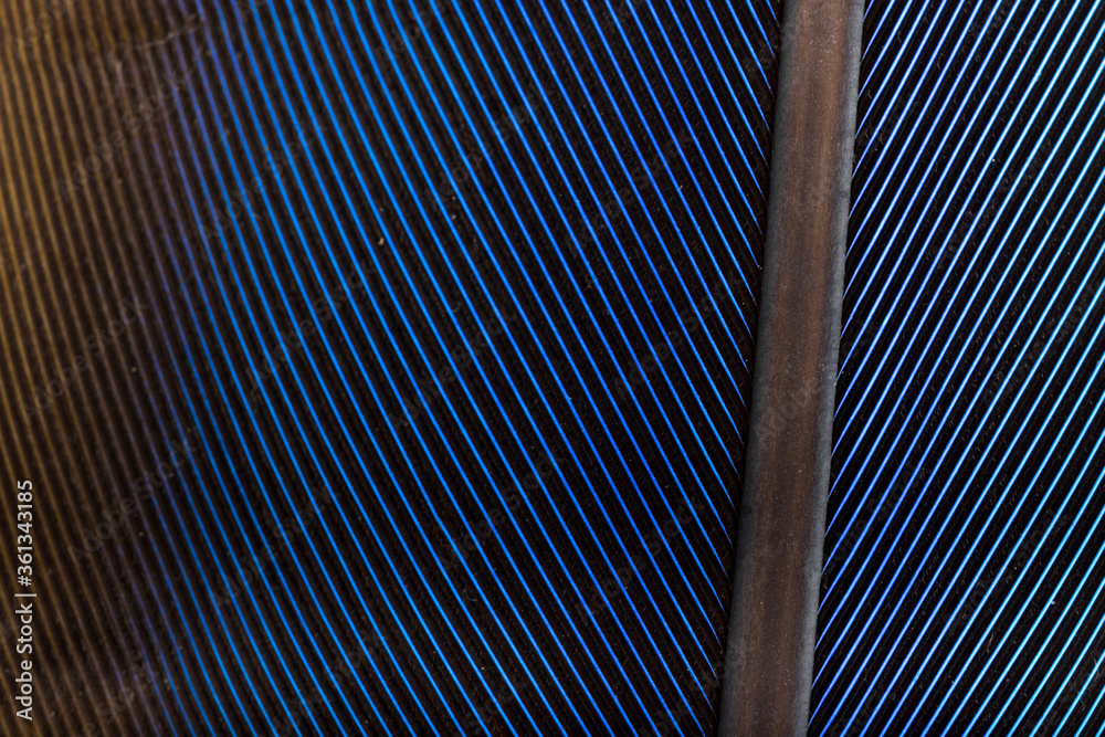 Obraz premium Beautiful Bright Blue Parrot Feather Close up Detail Texture. Abstract Pattern Background