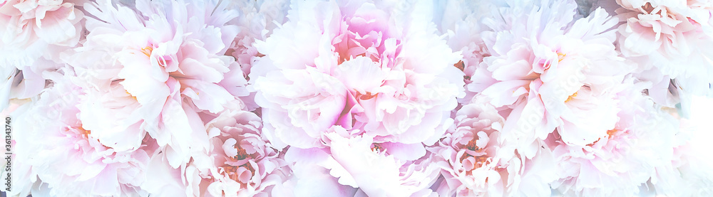 Amazing banner with blooming soft pink peonies flowers. Wedding floristic background.