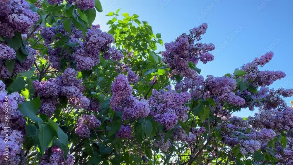 Lilac garden trees nature spring time botany 4k video