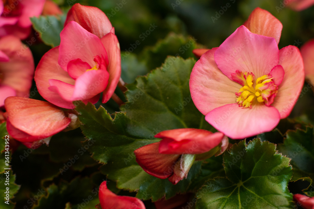 Begonia. A flower in a pot. Macro photo of begonia blooming. Selective focus.