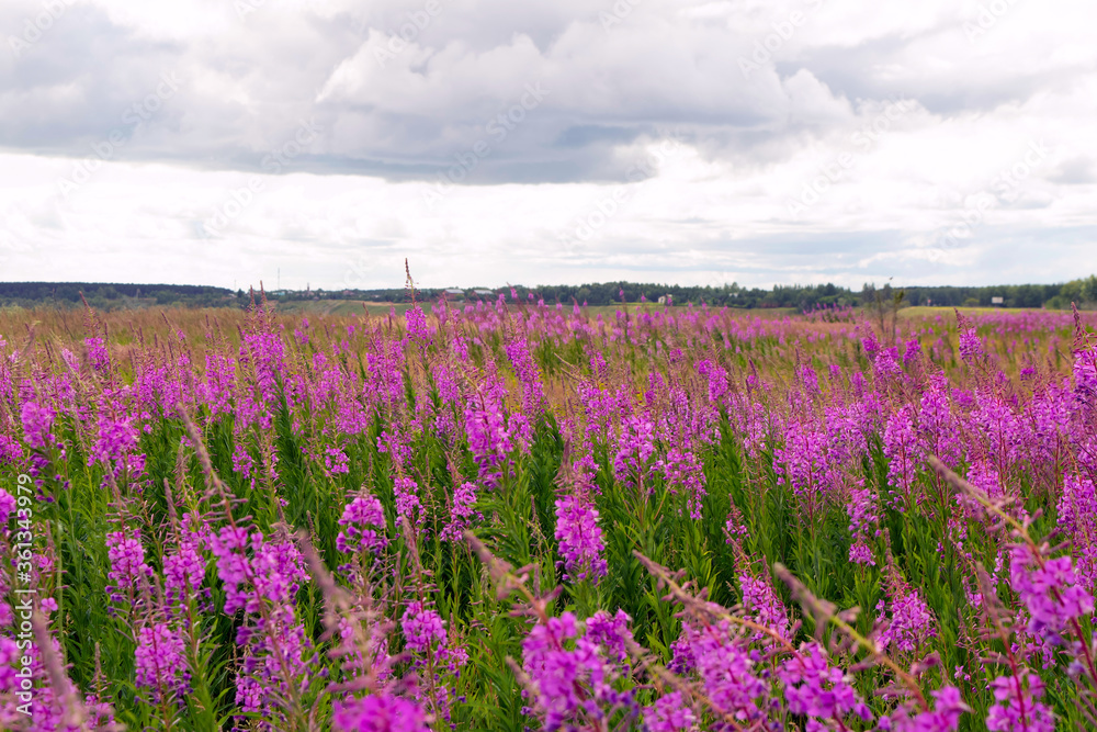A field of purple flowers in nasty day