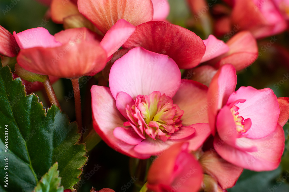 Begonia. A flower in a pot. Macro photo of begonia blooming. Selective focus. Begonia. A flower in a pot. Macro photo of begonia blooming. Selective focus.