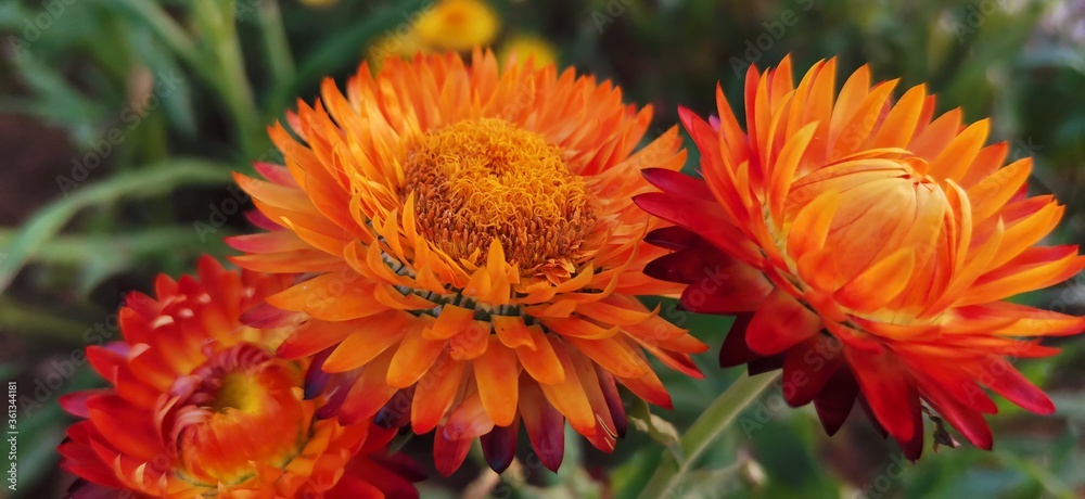 Obraz premium red poppy flower