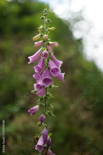 Pink colored Digitalis purpurea, the foxglove or common foxglove is very poisonous and the original source of the heart medicine digoxin. 