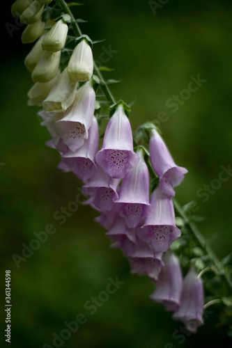 Pink colored Digitalis purpurea, the foxglove or common foxglove is very poisonous and the original source of the heart medicine digoxin. 