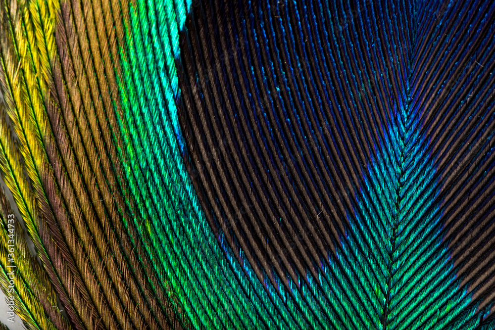 Obraz premium Beautiful Bright Blue, Yellow and Green Peacock Feather Close up Detail Texture. Abstract Pattern Background