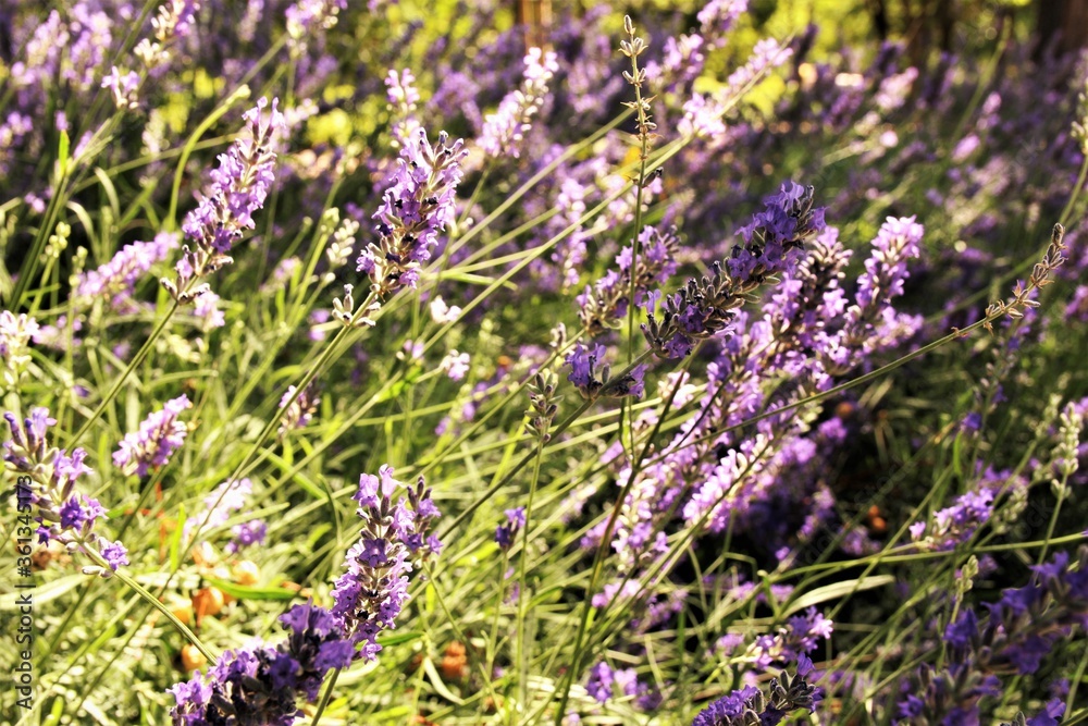 Obraz premium Lavender flower background