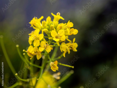 yellow flowers of the plant with the Latin name Barbarea vulgaris photo