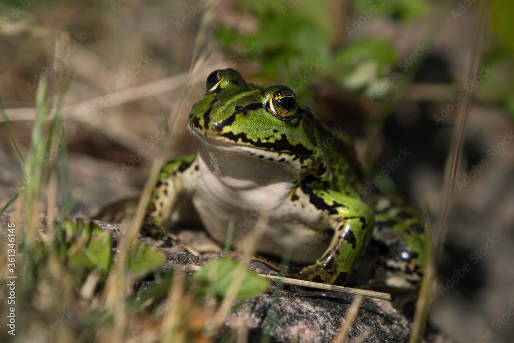Green european frog in natural environment on land seen from the front Green european frog in natural environment on land seen from the front