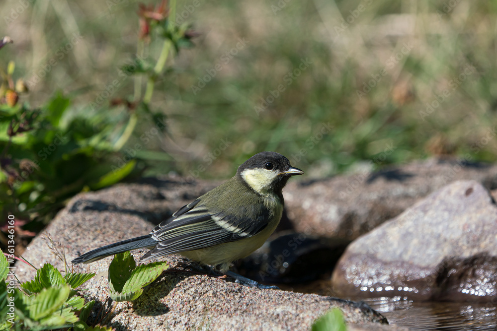 Cute juvenile great tit bird sitting by a small stream of water Cute juvenile great tit bird sitting by a small stream of water
