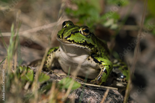Green european frog in natural environment on land seen from the front