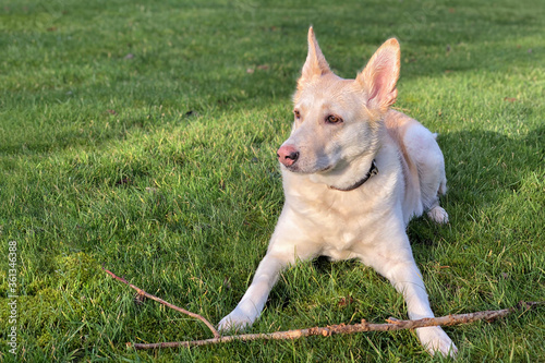 Dog with a pink nose resting after playing with a stick on the grass. Husky shepherd mix	