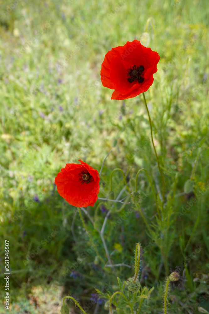 Obraz premium Blooming red poppies on the field.