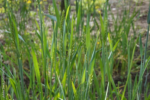 Ears of growing rye. Plants from which rye flour and bread are made