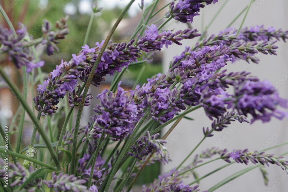 Obraz premium A bouquet of wild flowers in a vase outside.