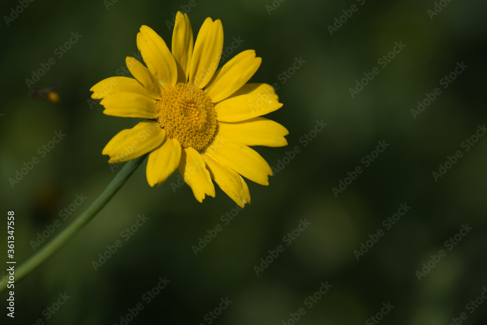 yellow dandelion flower - Loki Schmidt Garden yellow dandelion flower - Loki Schmidt Garden