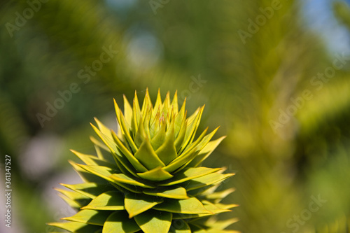 Spiny flower - Loki Schmidt Garden