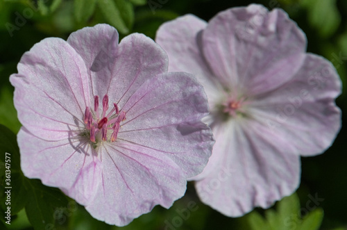 Macro pink flower - Loki Schmidt Garden