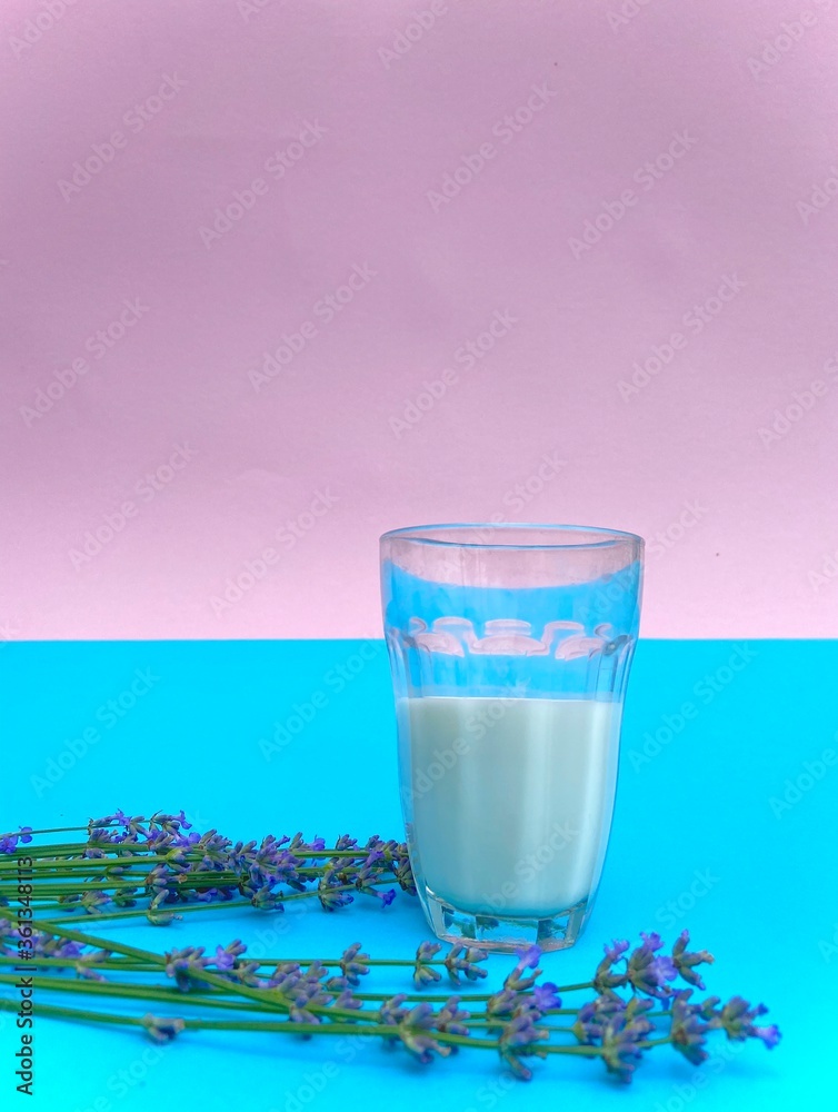 Transparent glass cup of milk and a bouquet of blue lavender on a pink-blue background Transparent glass cup of milk and a bouquet of blue lavender on a pink-blue background