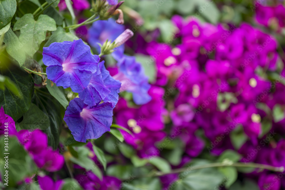 Ipomées et bougainvillier dans un jardin au printemps Ipomées et bougainvillier dans un jardin au printemps