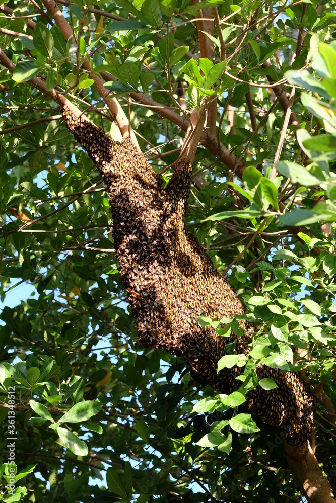 Fototapeta premium Bees make large nests on trees to find nectar from flowers.
