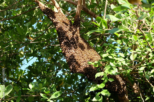 Bees make large nests on trees to find nectar from flowers. © Weerayuth