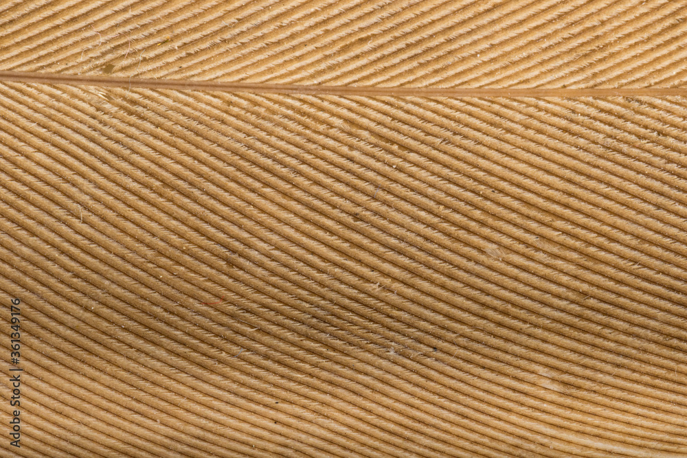 Beautiful Bright White and Brown Feather Close up Detail Texture. Abstract Pattern Background Beautiful Bright White and Brown Feather Close up Detail Texture. Abstract Pattern Background