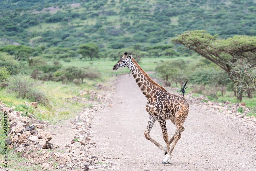 Obraz premium Giraffe crossing the wild, Tanzania 