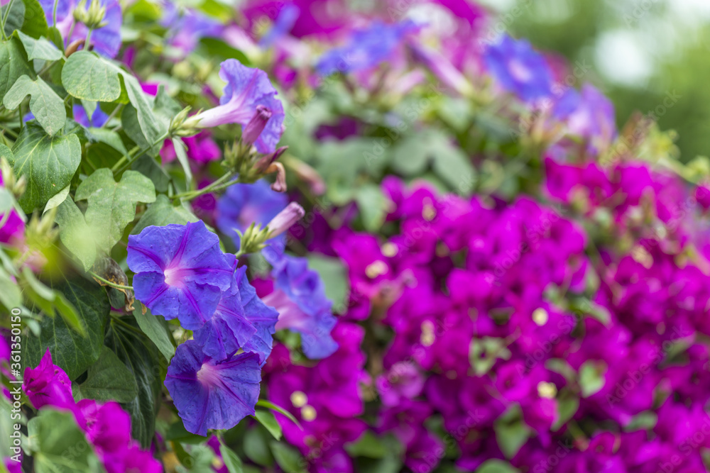 Ipomées et bougainvillier dans un jardin au printemps Ipomées et bougainvillier dans un jardin au printemps
