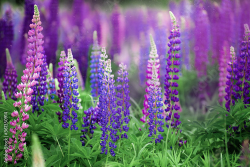 Field of purple and pink lupines on a bright summer day  blooming in the wild  summer colors
