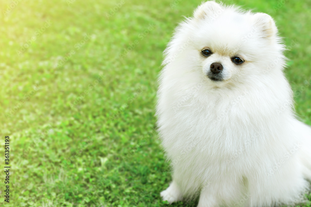 Image of pomeranian spitz in the garden. Cute white little dog outdoor Image of pomeranian spitz in the garden. Cute white little dog outdoor