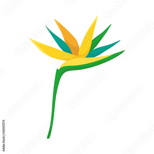 bird of paradise flower icon, colorful design