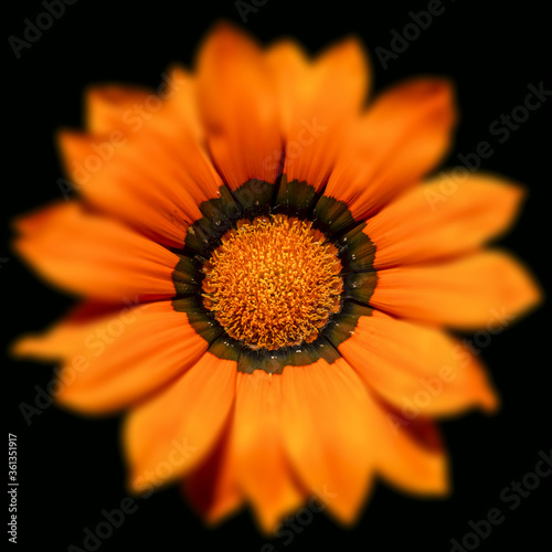 Gros plan sur une gazania