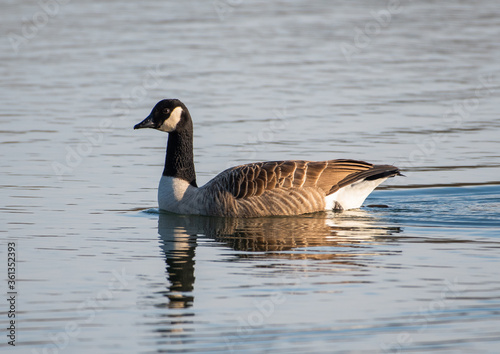 Canada goose with reflection photo