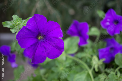 In the garden.