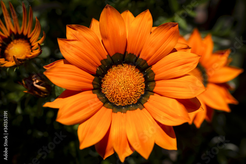 Gros plan sur une gazania