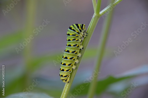 Caterpillar relaxing  