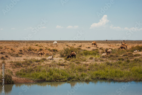 A camel pack in steppe.