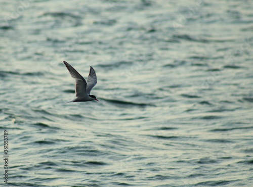 Caspian Tern Flying Over the Water Fishing