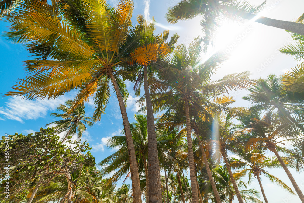Coconut Palm trees under a shining sun in Guadeloupe Coconut Palm trees under a shining sun in Guadeloupe