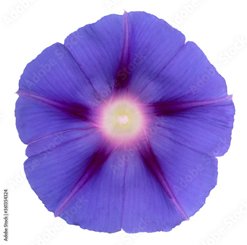 ipomoea flower isolated