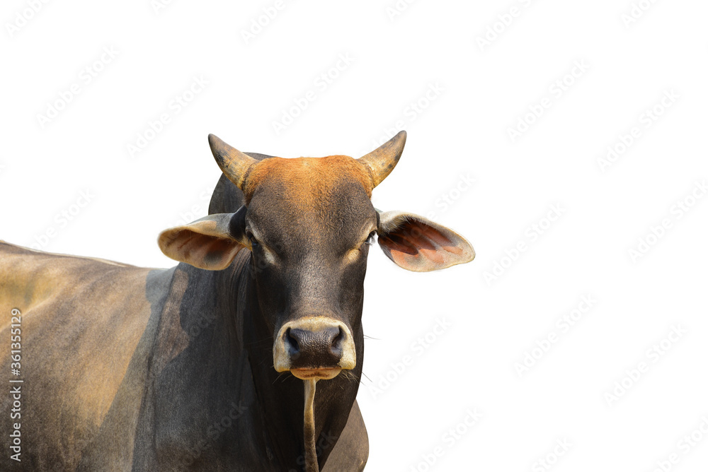A black and white dairy cow isolated on a white background. A black and white dairy cow isolated on a white background.