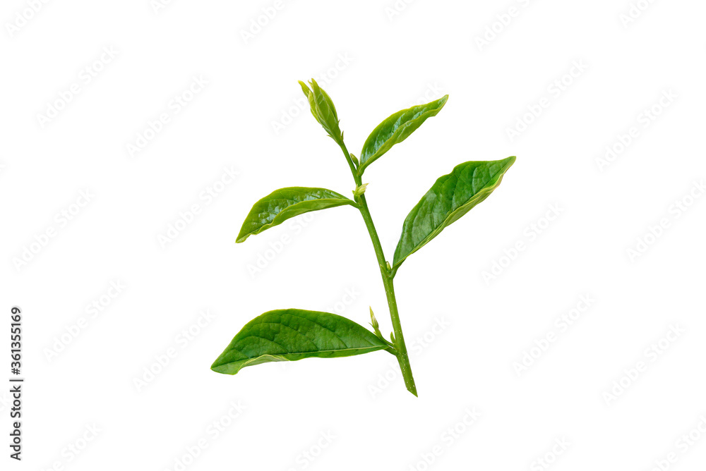 Fototapeta premium Green leaves isolated on white background