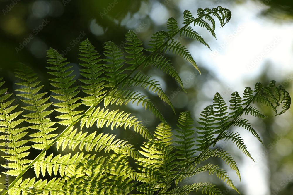 Close-up of Fern in the forest Close-up of Fern in the forest
