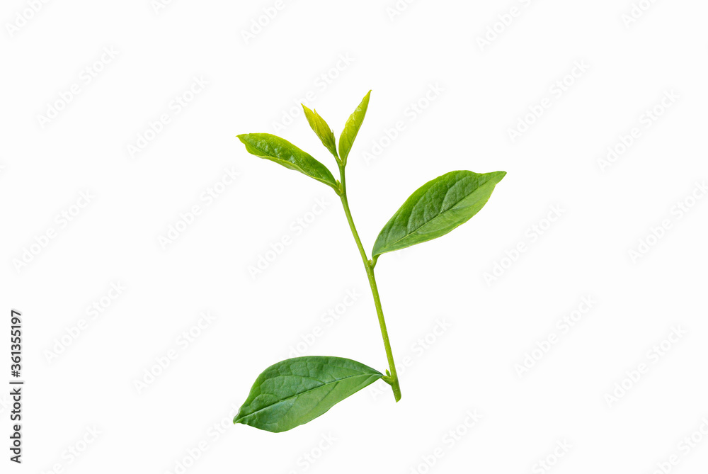 Fototapeta premium clipping paths